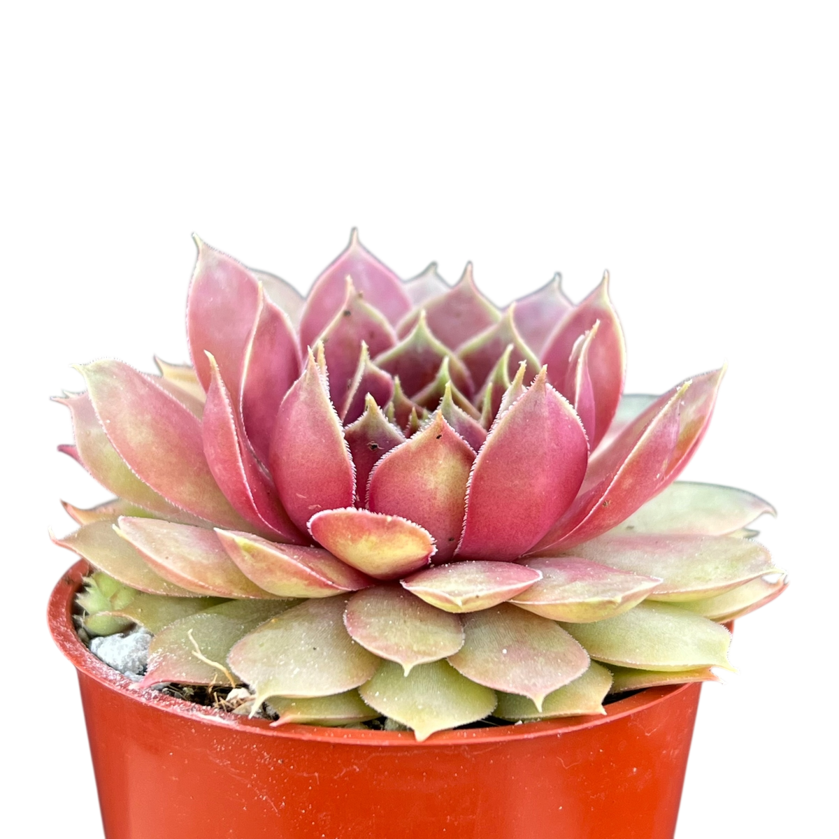 多肉植物 センペルビウム ポコロコ No.170【赤】 多肉植物 多肉植物 センペルビウム ポコロコ No.170【赤】 多肉植物