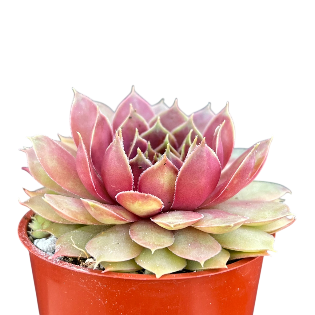 Sempervivum 'Tesoro'