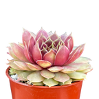Sempervivum 'Tesoro'