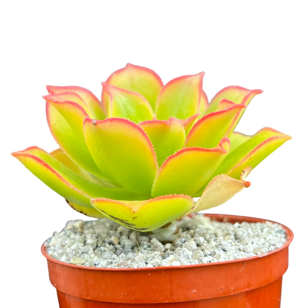 Aeonium lancerottense