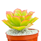 Aeonium lancerottense