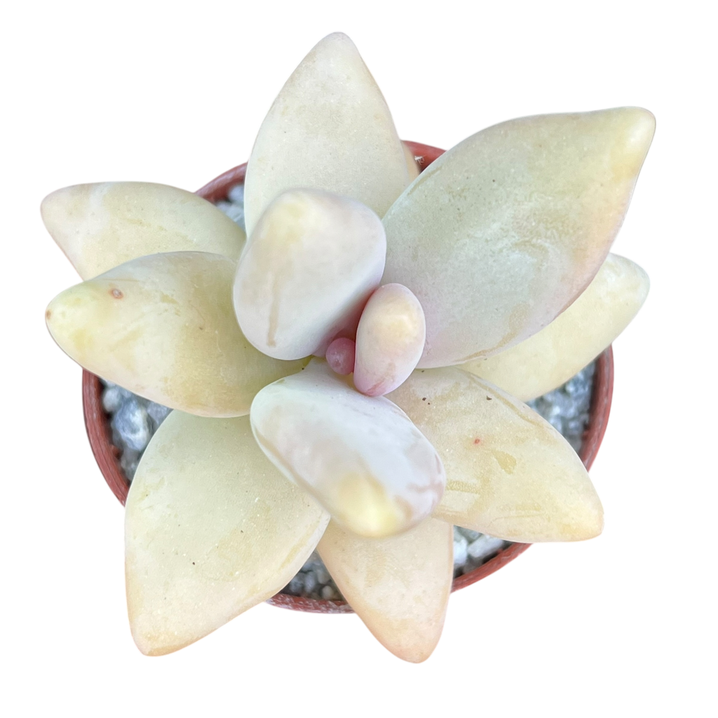 Pachyphytum werdermannii