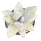 Pachyphytum werdermannii
