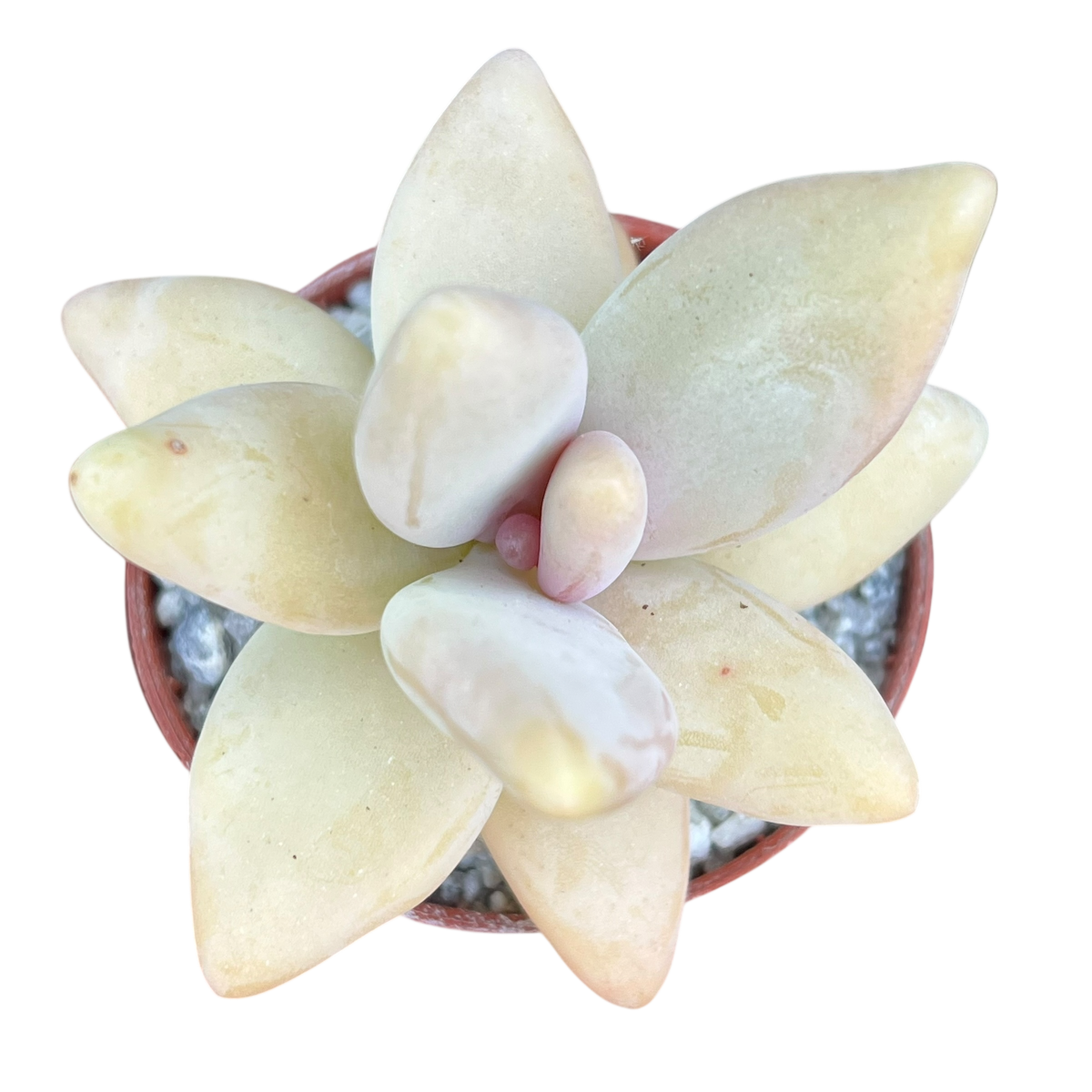 Pachyphytum werdermannii