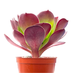 Aeonium 'Pomegranate'