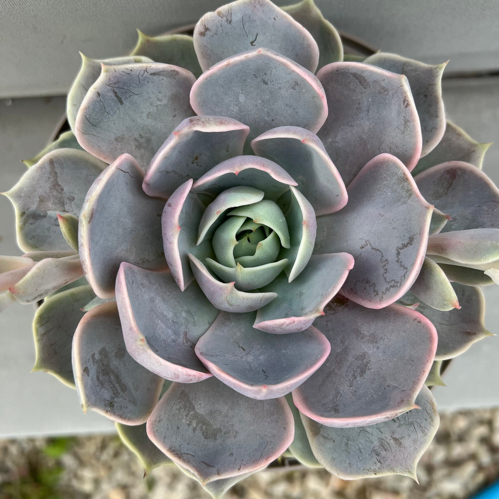 Echeveria 'Holy Gate'
