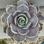 Echeveria 'Holy Gate'