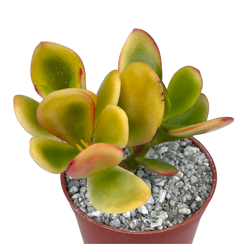 Crassula 'Hummel's Sunset'