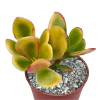 Crassula 'Hummel's Sunset'