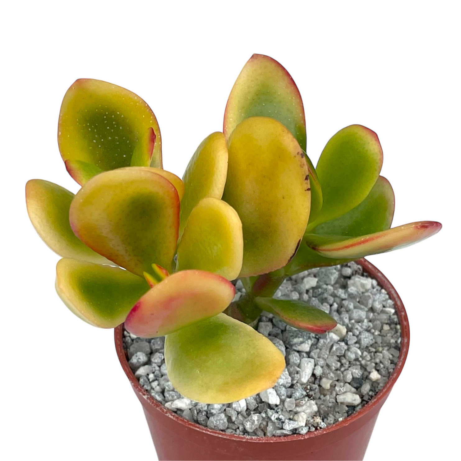 Crassula 'Hummel's Sunset'