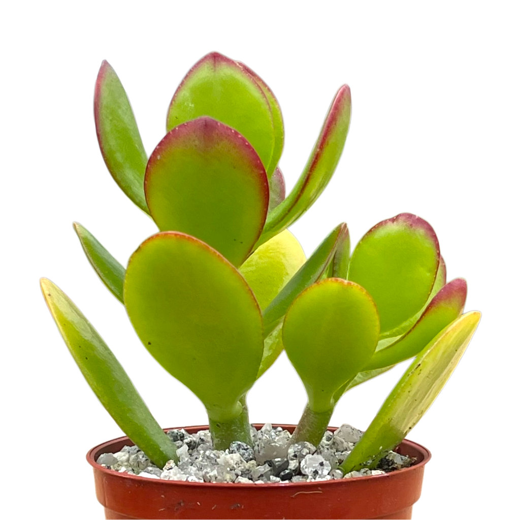 Crassula ovata | Jade Plant