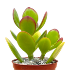 Crassula ovata | Jade Plant