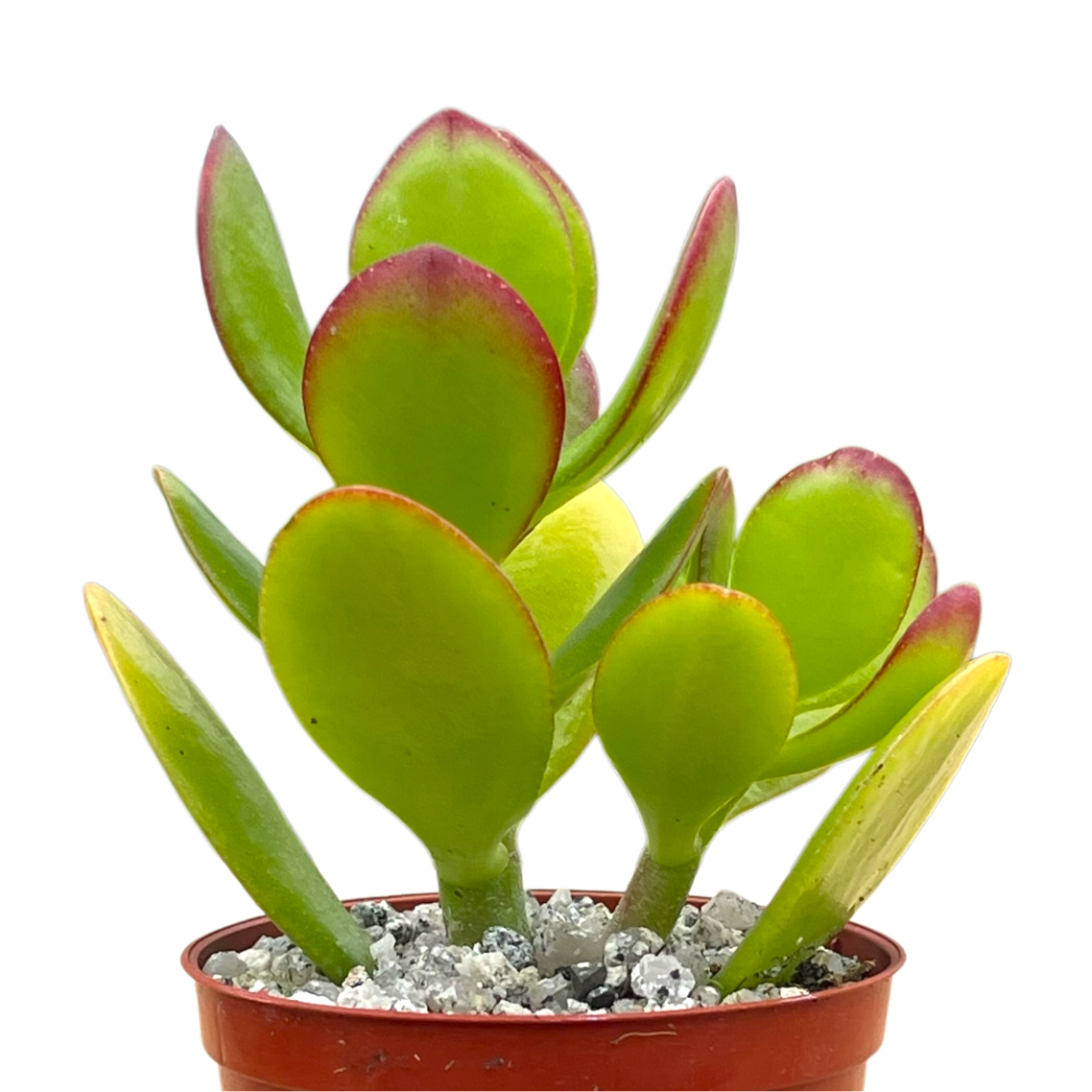 Crassula ovata | Jade Plant