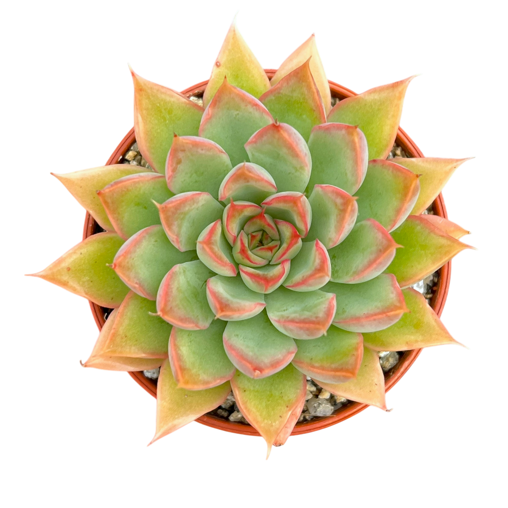 Echeveria 'Sagita'