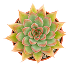 Echeveria 'Sagita'