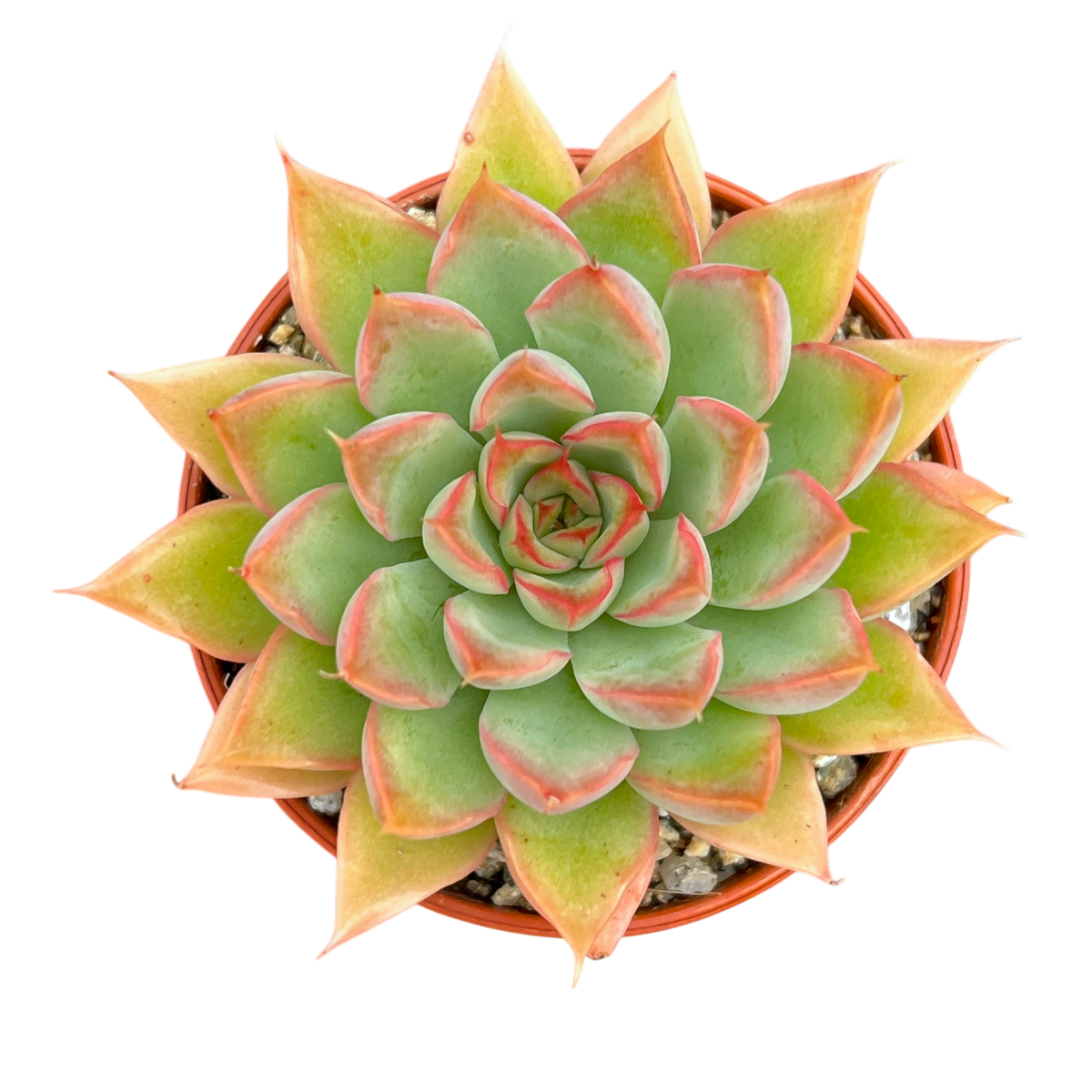 Echeveria 'Sagita'