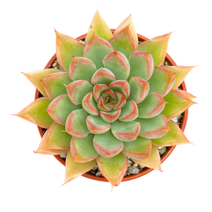 Echeveria 'Sagita'