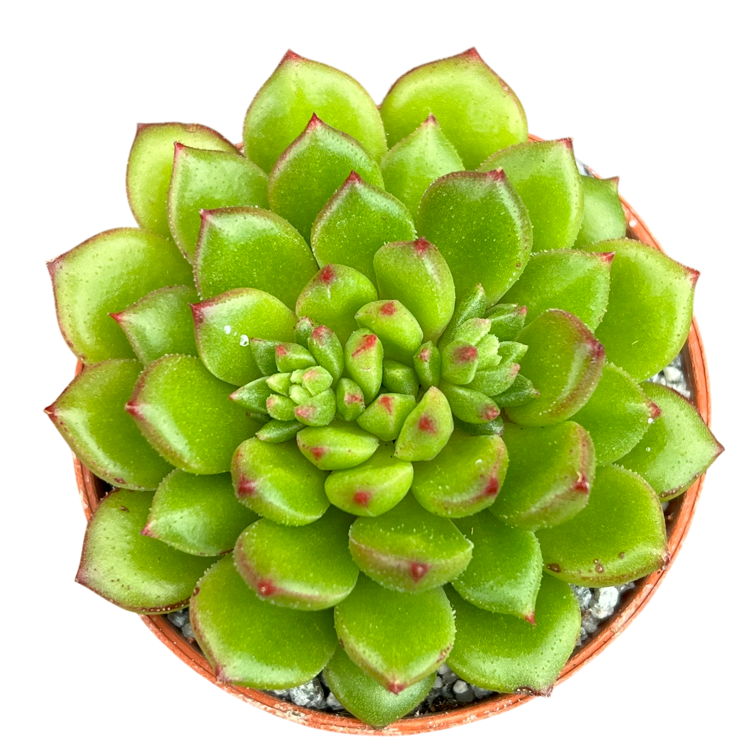 Echeveria 'Ron Evans'