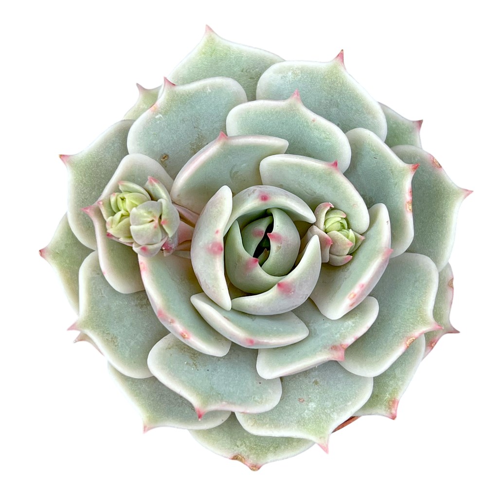 Echeveria 'Lola'
