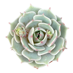 Echeveria 'Lola'