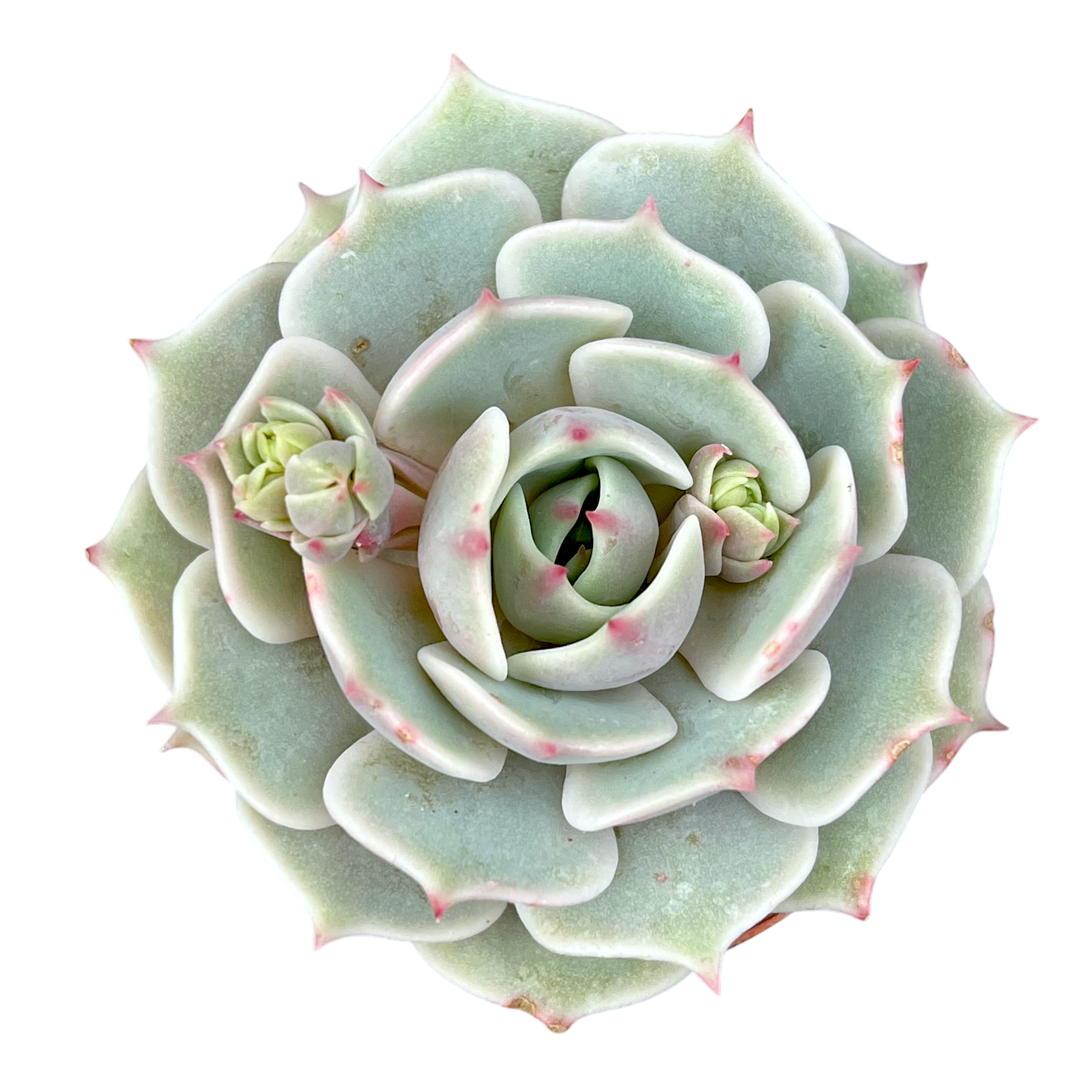 Echeveria 'Lola'
