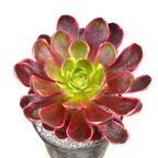Aeonium 'Superbang'