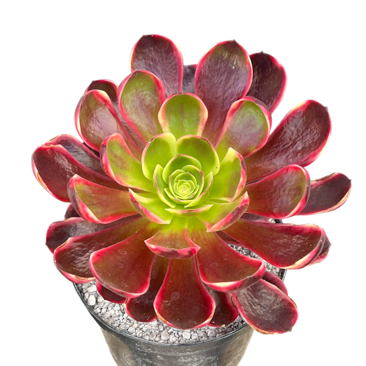 Aeonium 'Superbang'