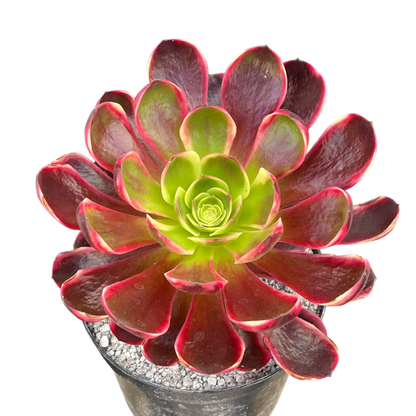 Aeonium 'Superbang'