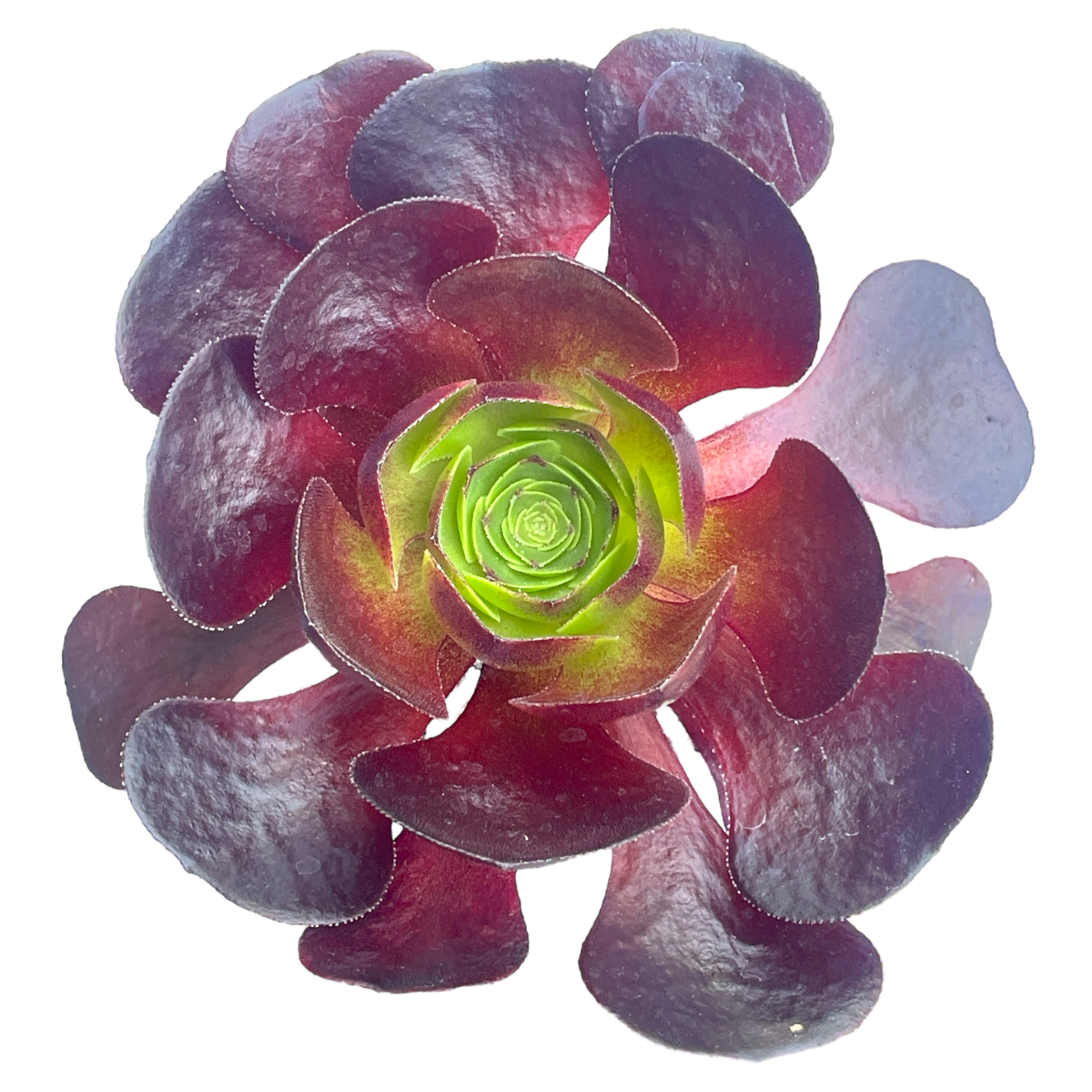 destiny succulent x Semponium 'Destiny' – Surreal Succulents