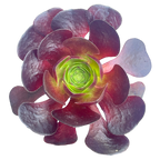 x Semponium 'Destiny'