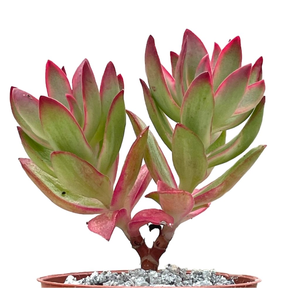 candy cane succulent planet desert Crassula 'Candy Cane' – Surreal Succulents