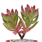 Crassula 'Candy Cane'