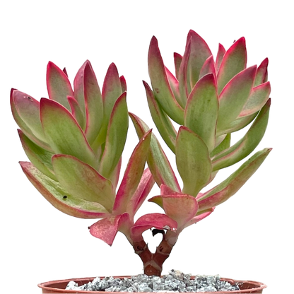 Crassula 'Candy Cane'