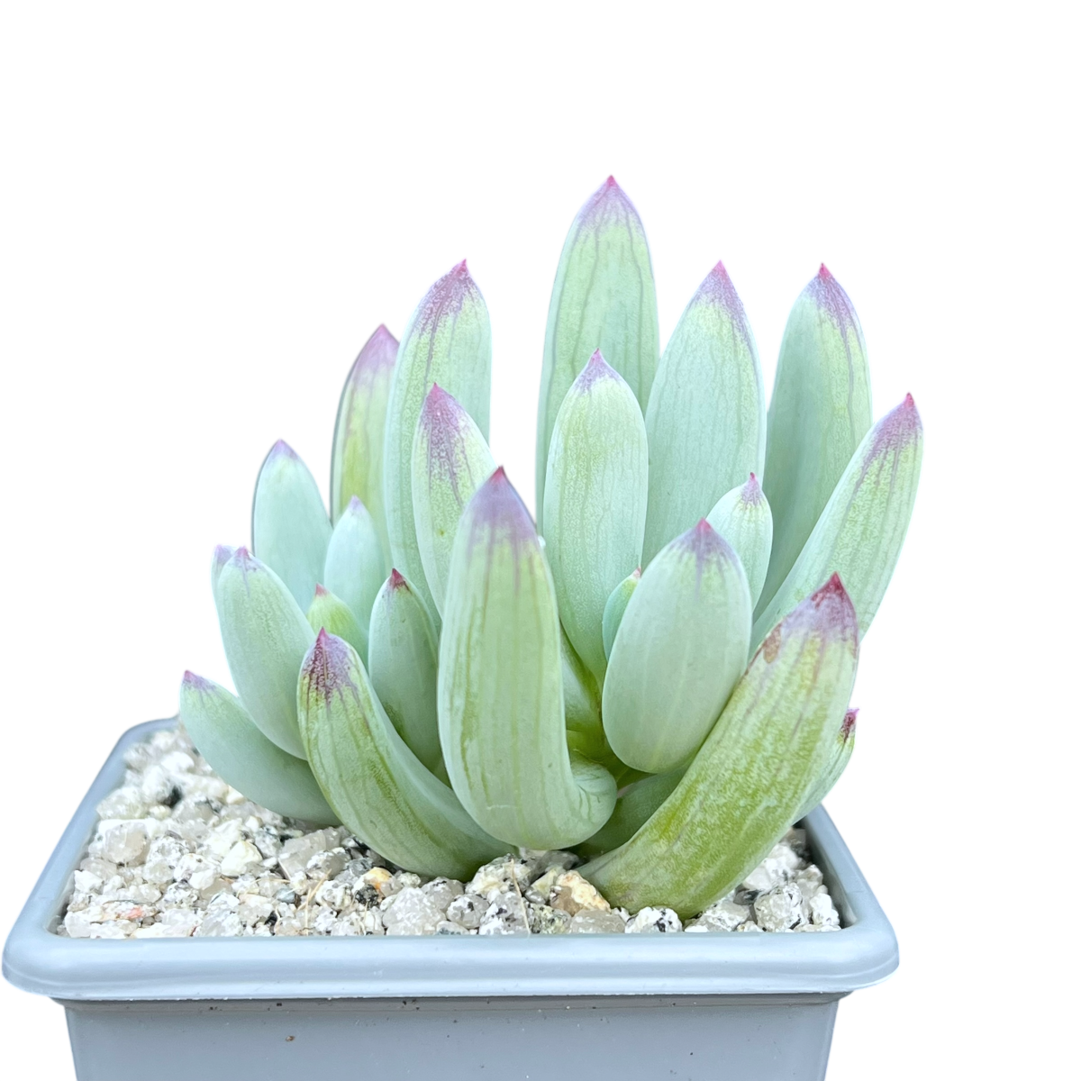 Curio repens
