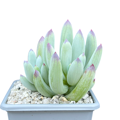 Curio repens