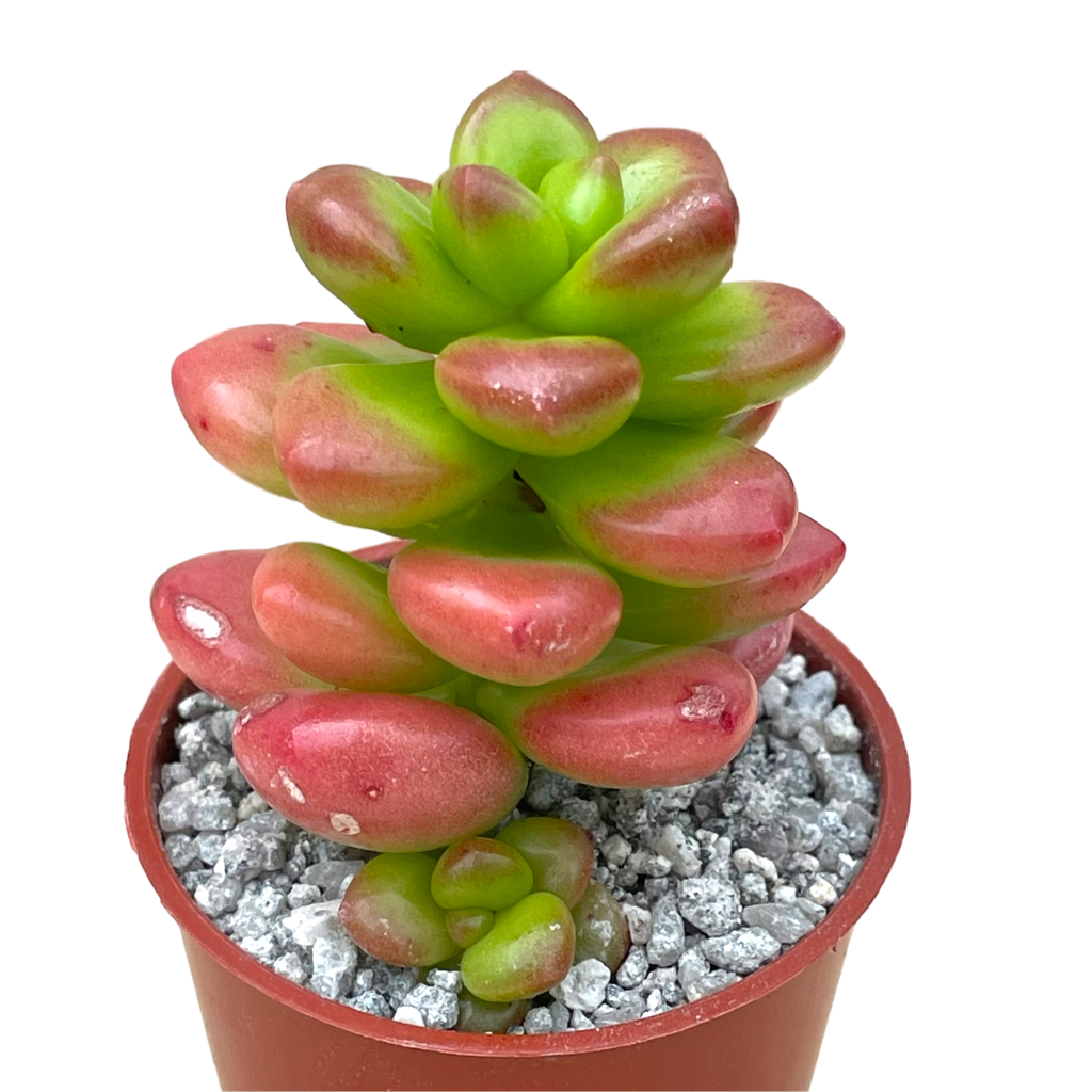 Sedum lucidum 'Obesum'