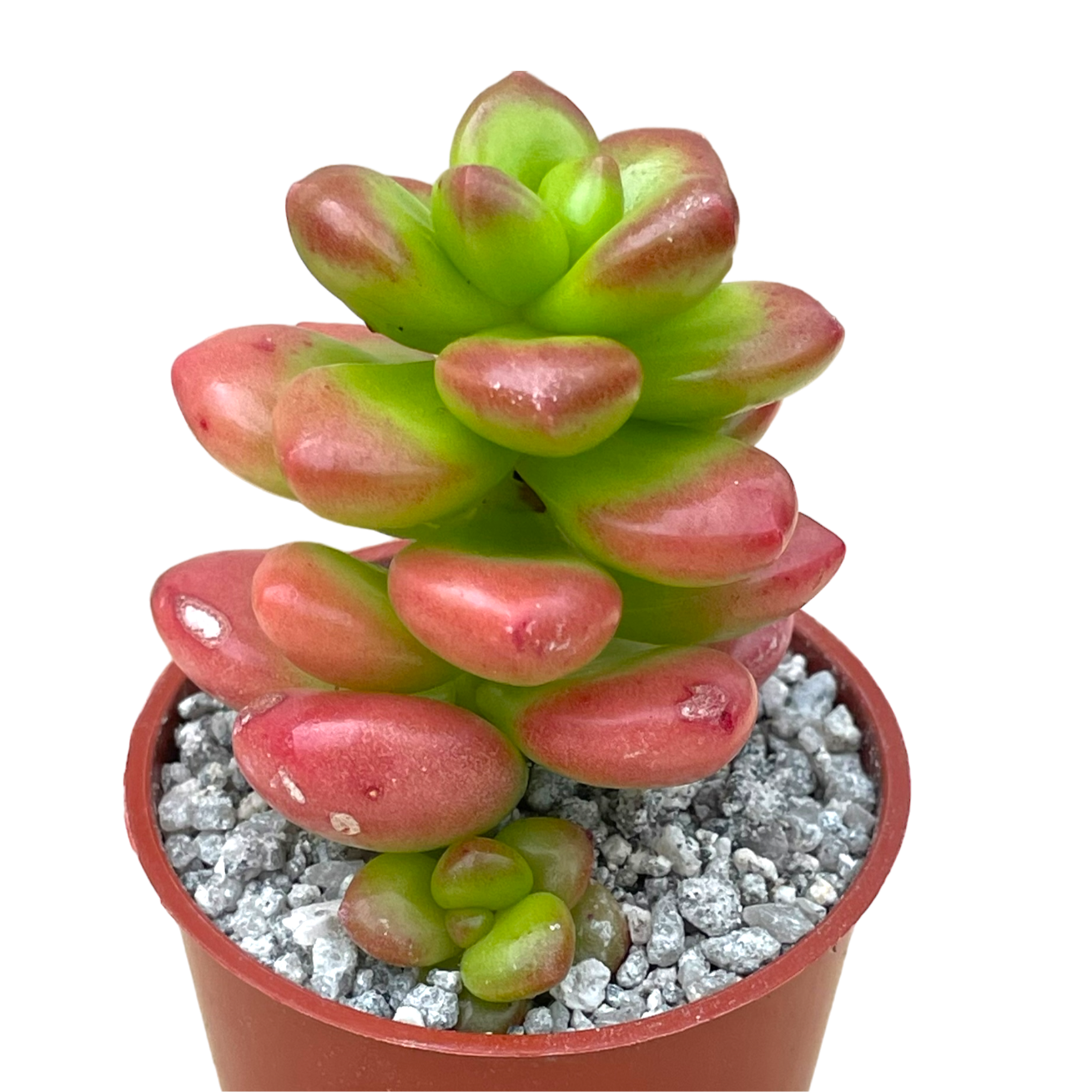 Sedum lucidum 'Obesum'