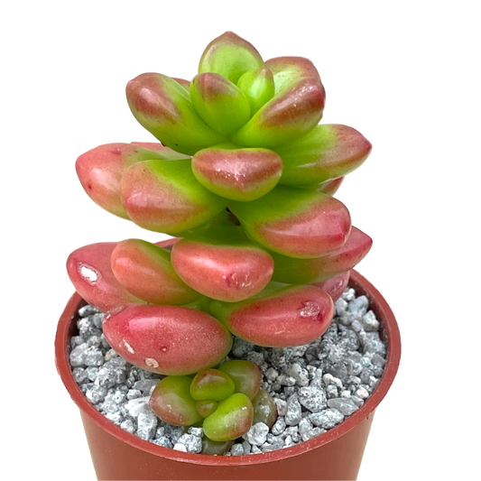 Sedum lucidum 'Obesum'