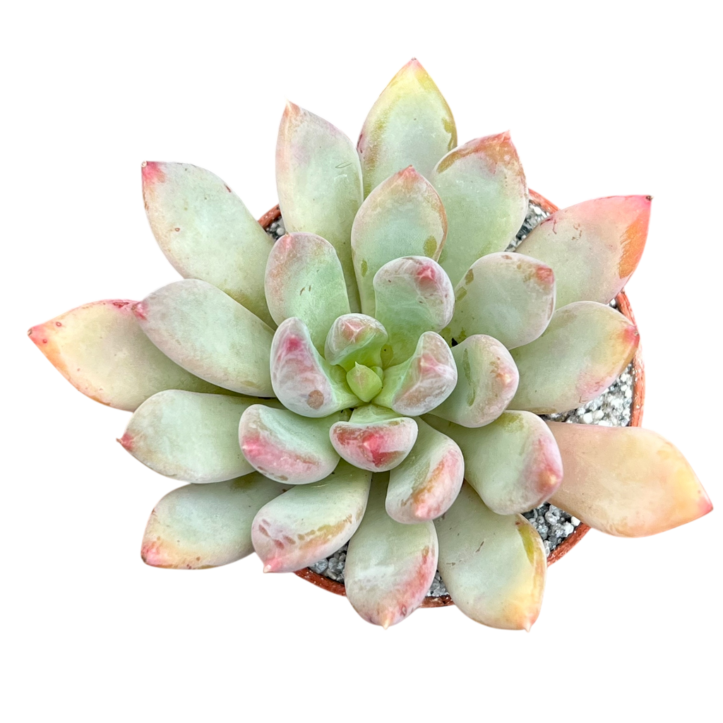 Echeveria 'Apollo'