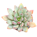Echeveria 'Apollo'