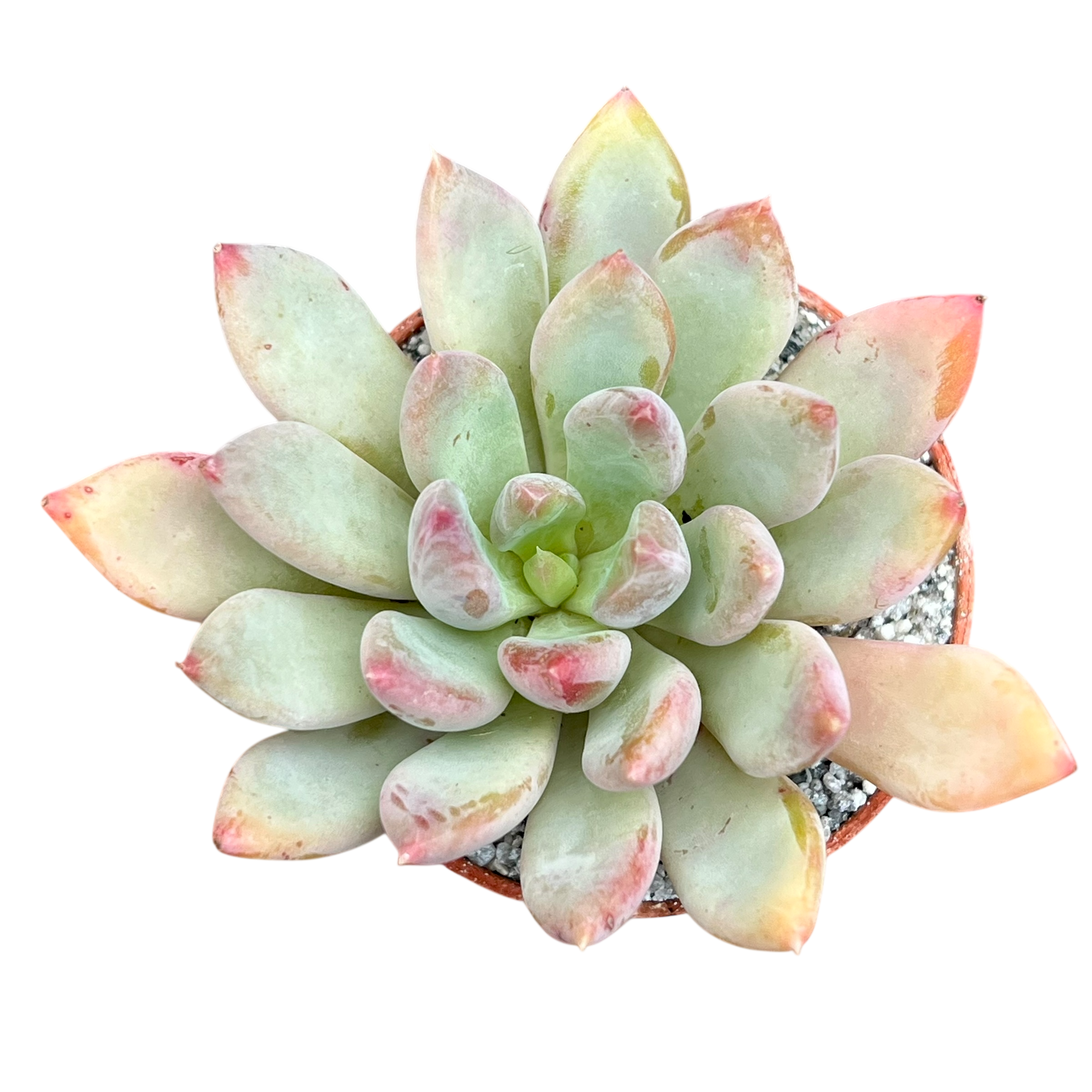 Echeveria 'Apollo'