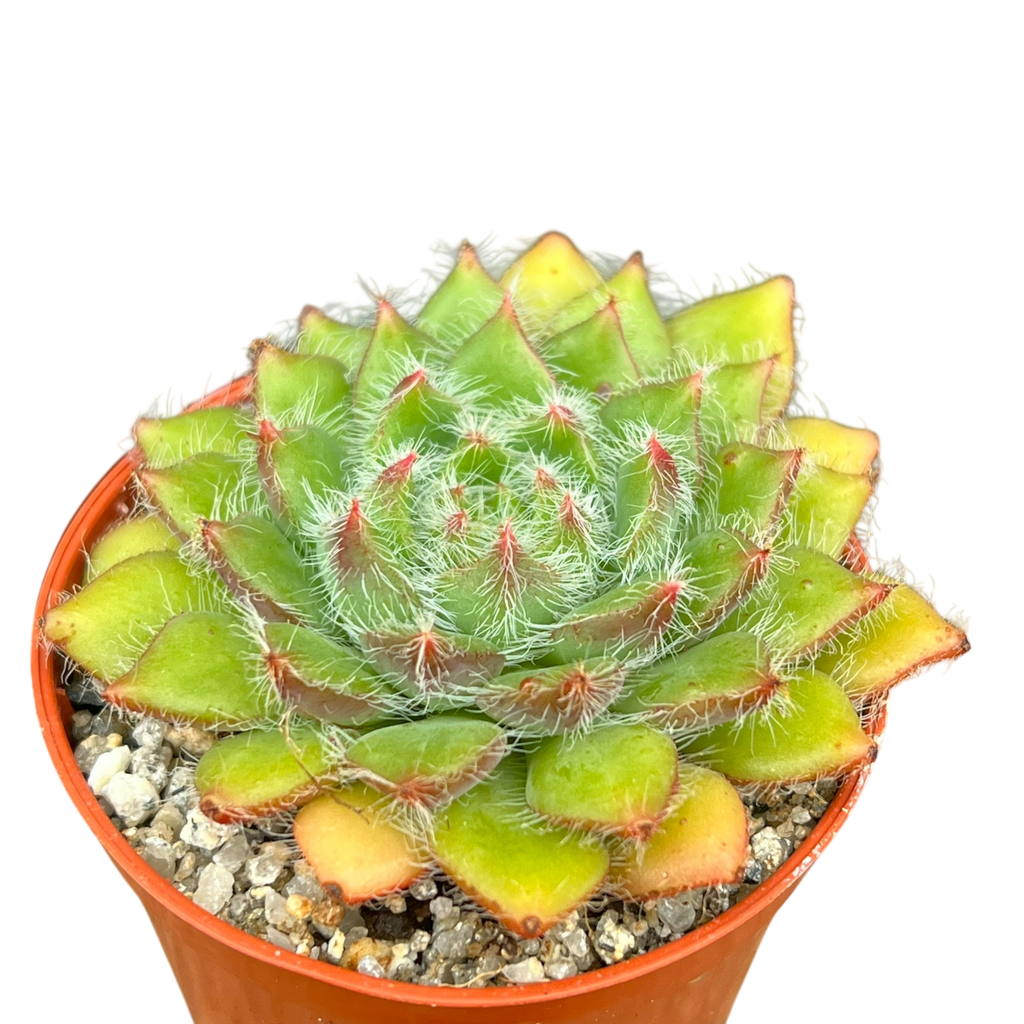 Echeveria 'Eva'