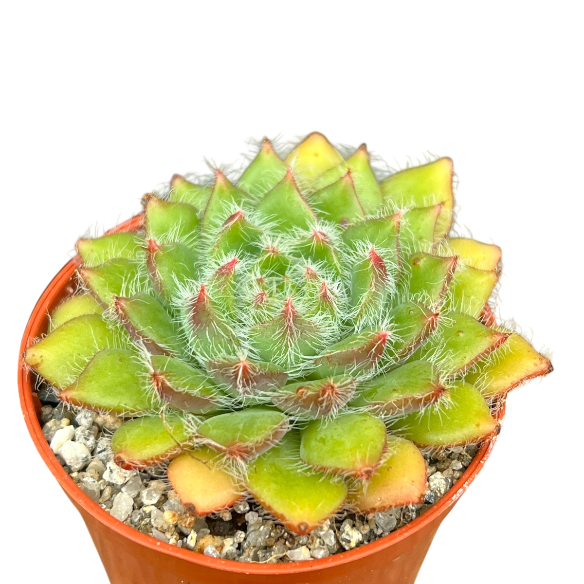 Echeveria 'Eva'