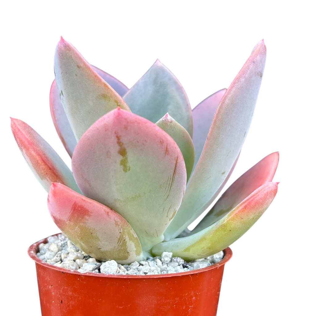 x Pachyveria 'Empress'