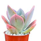 x Pachyveria 'Empress'