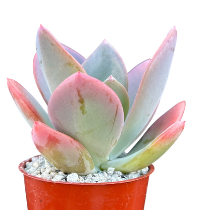 x Pachyveria 'Empress'