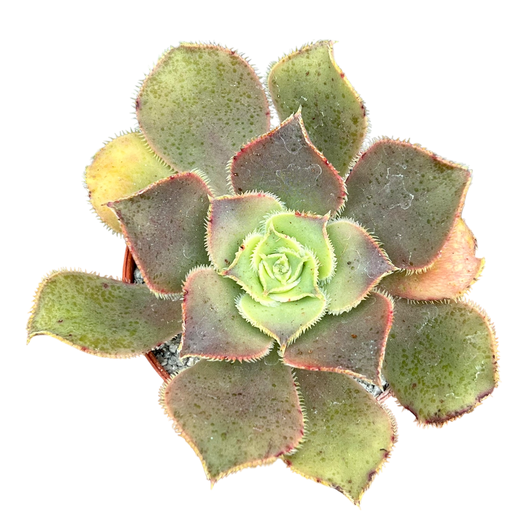 Aeonium valverdense
