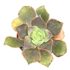 Aeonium valverdense