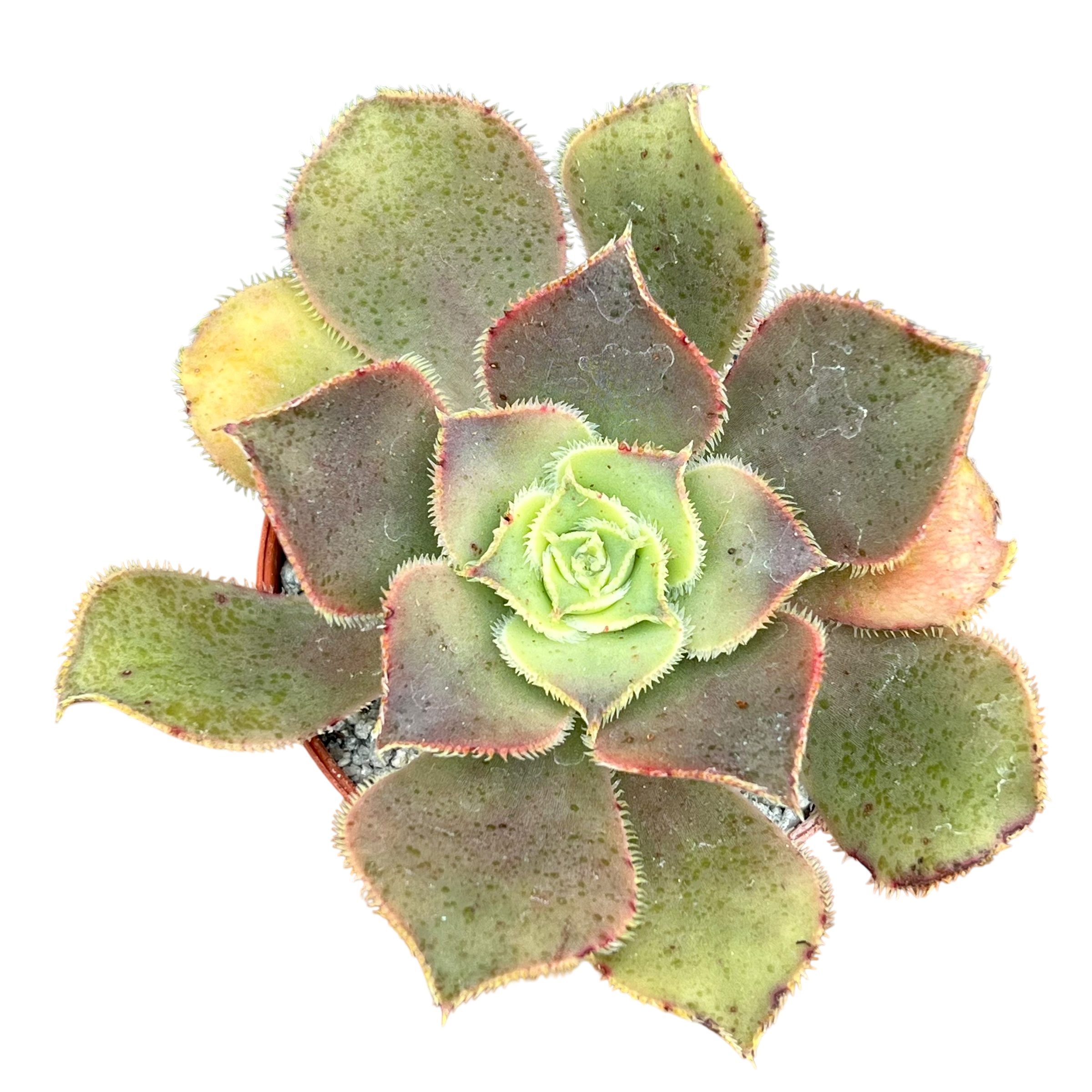 Aeonium valverdense