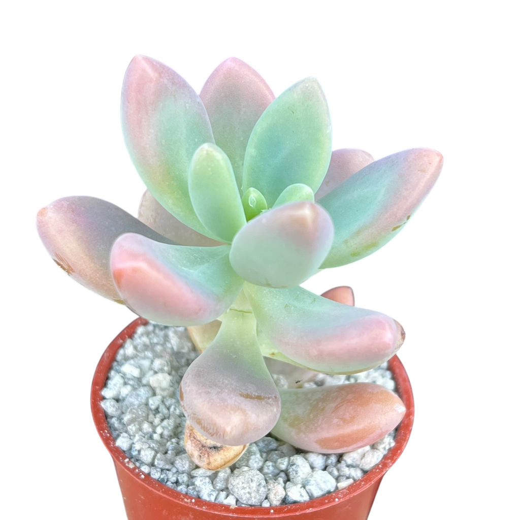 x Sedeveria 'Giant Blue'
